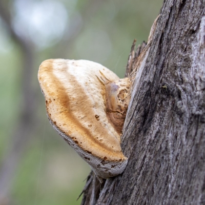 Truncospora ochroleuca at Coree, ACT - 7 Jun 2020 by CedricBear