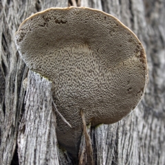 Truncospora ochroleuca at Coree, ACT - 7 Jun 2020 08:33 AM