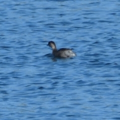 Poliocephalus poliocephalus (Hoary-headed Grebe) at Coombs Ponds - 8 Jun 2020 by Hutch68