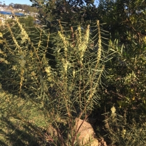 Acacia suaveolens at North Tura - 7 Jun 2020 02:27 PM