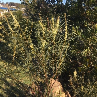 Acacia suaveolens (Sweet Wattle) at Tura Beach, NSW - 7 Jun 2020 by donmcguffie