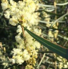 Acacia suaveolens at North Tura - 7 Jun 2020