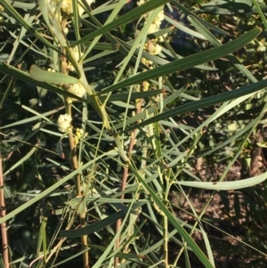 Acacia suaveolens at North Tura - 7 Jun 2020