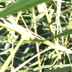 Acacia suaveolens at North Tura - 7 Jun 2020