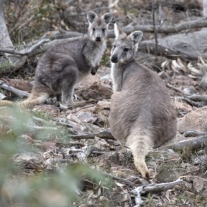 Osphranter robustus robustus at Coree, ACT - 7 Jun 2020 08:11 AM