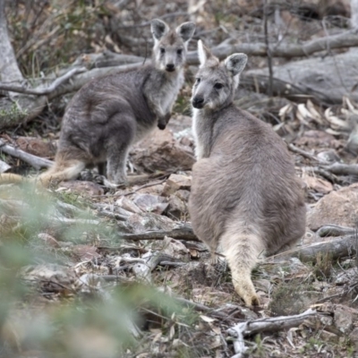 Osphranter robustus robustus (Eastern Wallaroo) at Sherwood Forest - 6 Jun 2020 by CedricBear