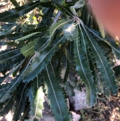 Banksia serrata (Saw Banksia) at North Tura - 7 Jun 2020 by donmcguffie