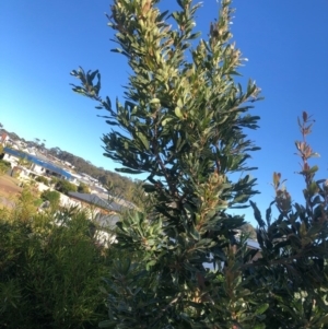 Banksia serrata at Tura Beach, NSW - 7 Jun 2020 02:45 PM