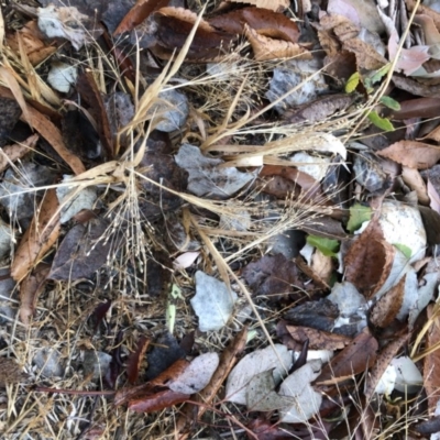 Panicum capillare/hillmanii (Exotic/Invasive Panic Grass) at Phillip, ACT - 7 Jun 2020 by MichaelMulvaney