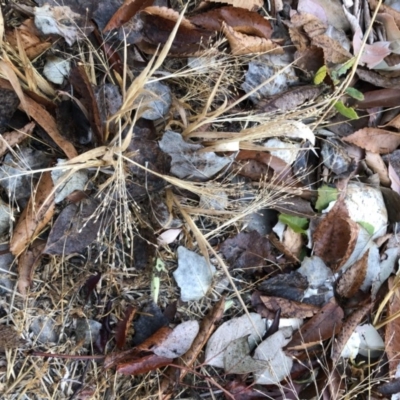 Panicum capillare/hillmanii (Exotic/Invasive Panic Grass) at Phillip, ACT - 6 Jun 2020 by MichaelMulvaney