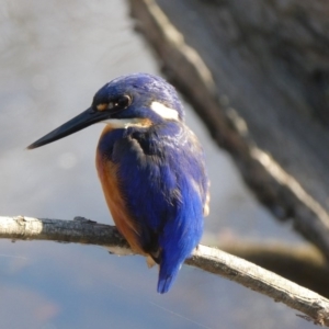 Ceyx azureus at Bega, NSW - 8 Jun 2020