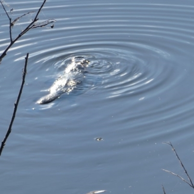 Ornithorhynchus anatinus (Platypus) at Bega, NSW - 8 Jun 2020 by StephH