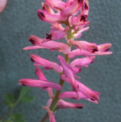 Fumaria sp. (Fumitory) at Kingston, ACT - 4 Jun 2020 by RobParnell