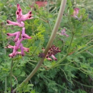 Fumaria sp. at Kingston, ACT - 4 Jun 2020