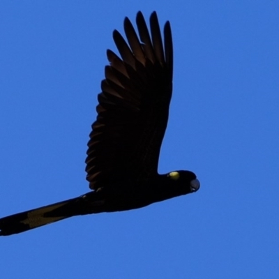 Zanda funerea (Yellow-tailed Black-Cockatoo) at Dunlop, ACT - 8 Jun 2020 by Kurt