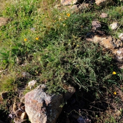 Eschscholzia californica (California Poppy) at Ginninderry Conservation Corridor - 8 Jun 2020 by Kurt