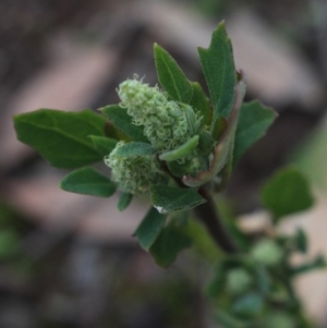 Chenopodium album at Gundaroo, NSW - 7 Jun 2020