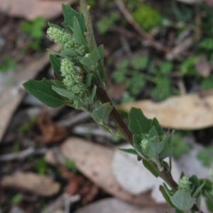 Chenopodium album at Gundaroo, NSW - 7 Jun 2020