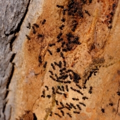 Crematogaster sp. (genus) (Acrobat ant, Cocktail ant) at Holt, ACT - 8 Jun 2020 by Kurt