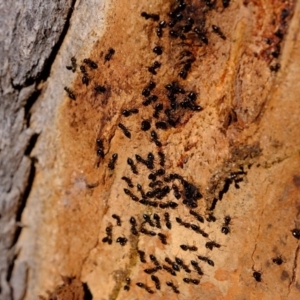 Crematogaster sp. (genus) at Holt, ACT - 8 Jun 2020