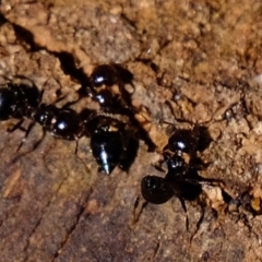 Crematogaster sp. (genus) at Holt, ACT - 8 Jun 2020 01:16 PM