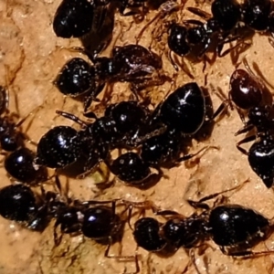 Crematogaster sp. (genus) at Holt, ACT - 8 Jun 2020