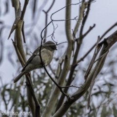 Pachycephala pectoralis (Golden Whistler) at Dunlop, ACT - 30 May 2020 by BIrdsinCanberra