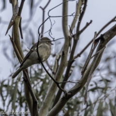 Pachycephala pectoralis at Dunlop, ACT - 31 May 2020