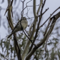 Pachycephala pectoralis at Dunlop, ACT - 31 May 2020