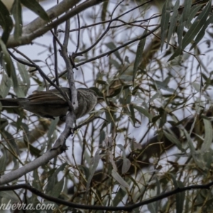 Pachycephala pectoralis at Dunlop, ACT - 31 May 2020