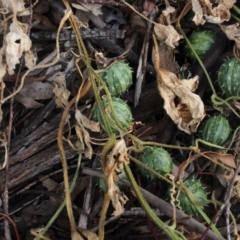 Cucumis myriocarpus (Prickly Paddy Melon) at Gundaroo, NSW - 7 Jun 2020 by MaartjeSevenster