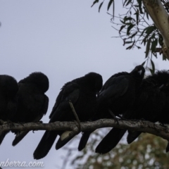 Corcorax melanorhamphos (White-winged Chough) at Dunlop, ACT - 31 May 2020 by BIrdsinCanberra