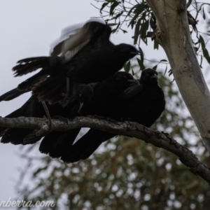 Corcorax melanorhamphos at Dunlop, ACT - 31 May 2020