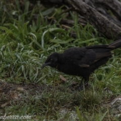 Corcorax melanorhamphos at Dunlop, ACT - 31 May 2020 09:11 AM