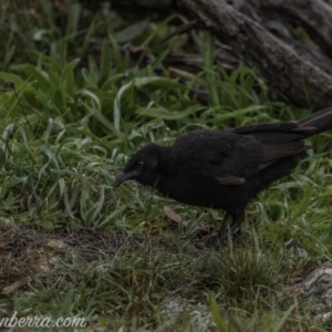 Corcorax melanorhamphos at Dunlop, ACT - 31 May 2020 09:11 AM