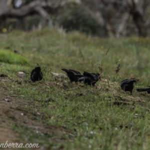 Corcorax melanorhamphos at Dunlop, ACT - 31 May 2020 09:11 AM