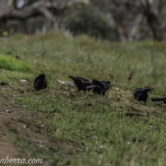 Corcorax melanorhamphos at Dunlop, ACT - 31 May 2020