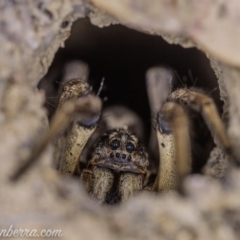 Lycosidae (family) (Unidentified wolf spider) at Symonston, ACT - 29 May 2020 by BIrdsinCanberra