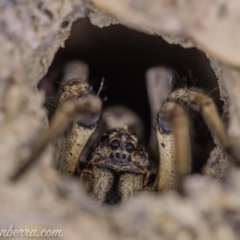 Lycosidae (family) (Wolf spider) at Symonston, ACT - 29 May 2020 by JonSteinbeck
