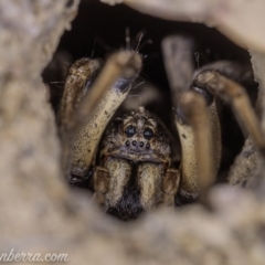 Lycosidae (family) at Symonston, ACT - 29 May 2020