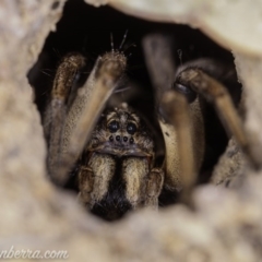 Lycosidae (family) at Symonston, ACT - 29 May 2020