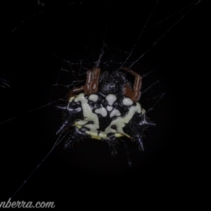 Austracantha minax at Symonston, ACT - 29 May 2020