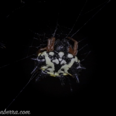 Austracantha minax (Christmas Spider, Jewel Spider) at Symonston, ACT - 29 May 2020 by JonSteinbeck