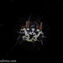 Austracantha minax (Christmas Spider, Jewel Spider) at Callum Brae - 29 May 2020 by BIrdsinCanberra