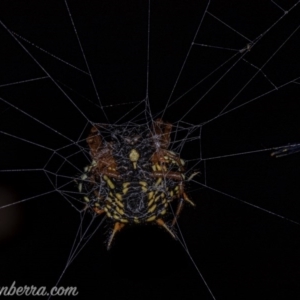 Austracantha minax at Symonston, ACT - 29 May 2020