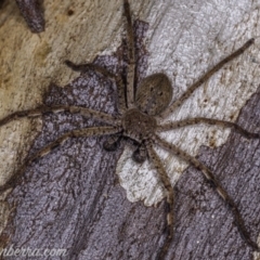 Isopeda sp. (genus) (Huntsman Spider) at Callum Brae - 29 May 2020 by BIrdsinCanberra