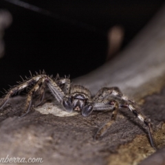 Isopeda sp. (genus) at Symonston, ACT - 29 May 2020