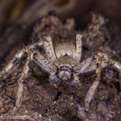 Isopeda sp. (genus) at Symonston, ACT - 29 May 2020