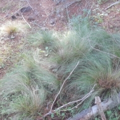Nassella trichotoma (Serrated Tussock) at Isaacs Ridge and Nearby - 8 Jun 2020 by Mike