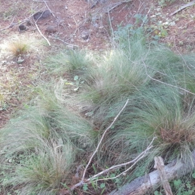 Nassella trichotoma (Serrated Tussock) at Isaacs, ACT - 8 Jun 2020 by Mike